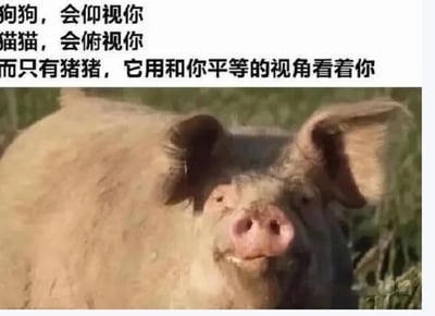 图片上方为文字内容：'狗狗，会仰视你；猫猫，会俯视你；而只有猪猪，它用和你平等的视角看着你'，下方是一张真实拍摄的猪的照片，猪的头部特写，耳朵较大，鼻子粉红，正平静地直视镜头，背景为模糊的绿色草地。通过对比狗狗、猫猫和猪猪与人的视角，以幽默调侃的方式突出猪猪的'平等视角'。