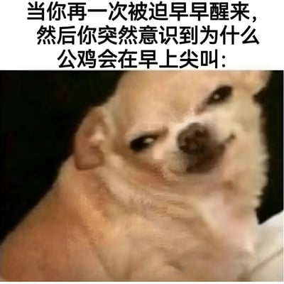 图片上半部分是黑色文字："当你再一次被迫早早醒来，然后你突然意识到为什么公鸡会在早上尖叫:"，下半部分是一只吉娃娃狗的特写，它歪着头，眼睛瞪得很大，表情看起来有些凶狠和不满，仿佛在大声吠叫。这张图通过将被迫早起的人的心情与公鸡打鸣联系起来，再配上狗的凶狠表情，形成一种幽默的对比，暗示这只狗就是让人早起的"罪魁祸首"，就像公鸡一样在早上发出叫声打扰睡眠。