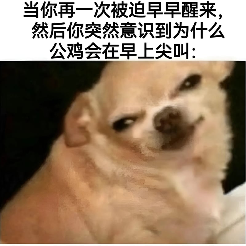 吉娃娃