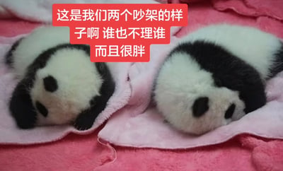 整张图的背景为粉色绒面布料，上面趴着两只圆胖的幼年大熊猫，二者分别朝向左右两侧，都没有看向对方，神态慵懒软萌。图片上方配有红色背景的白色文字，内容为“这是我们两个吵架的样子啊 谁也不理谁 而且很胖”，用可爱的熊猫形象生动调侃了关系亲密的人吵架冷战时的状态，既搞笑又软萌，适合用来破冰求和。
