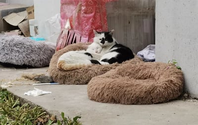 图片中两只猫咪正依偎在一个棕色的毛绒宠物窝里，其中一只为黑白花色，另一只为白色带有少量黑色斑点，二者相互蜷缩，姿态亲昵。周围散落着其他宠物窝（如灰色毛绒窝），背景可见纸箱、塑料袋、粉色带心形图案的布料等杂物，整体呈现出一个略显杂乱但充满温馨感的户外或半户外场景，推测可能是流浪猫的临时庇护所。画面传递出猫咪间相互取暖的治愈氛围。