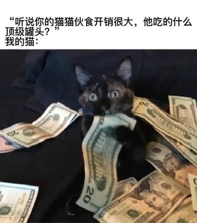 图片上方配有文字：'听说你的猫猫伙食开销很大，他吃的什么顶级罐头？我的猫：'，下方是一只黑猫，周围散落着多张20美元纸币，嘴里还叼着一张美元钞票，幽默地暗示猫咪的'伙食'其实是金钱，以此调侃宠物开销大的现象。
