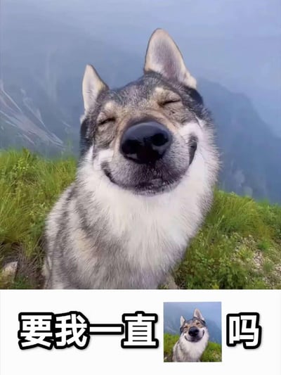 这张表情包分为上下区域，上方是一只身处山间草地的犬类动物，它闭着眼睛、嘴角上扬，露出治愈又满足的微笑，鼻子凑近镜头，看起来十分享受户外的氛围；下方是该狗狗的缩小版图片，搭配文字“要我一直”和“吗”，组成“要我一直[保持这个微笑]吗”的可爱提问句式。整体风格软萌治愈，没有双关或谐音梗，适合用来向对方撒娇，或是询问对方是否希望自己一直保持这样开心的状态。