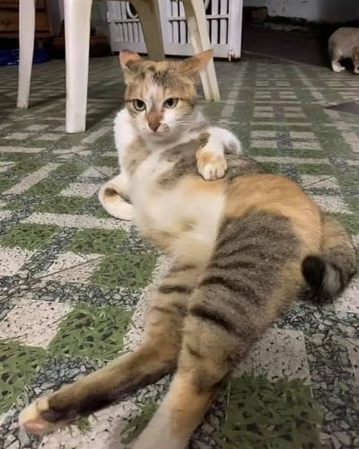 一只橘白相间的猫咪正四仰八叉地躺在绿白相间的格子地砖上，一只前爪搭在圆滚滚的肚皮上，眼神淡定地望向镜头，尽显慵懒惬意。背景中还有一只浅棕色猫咪在远处低头嗅闻地面，周围散落着白色塑料椅和木质家具，整体氛围温馨日常。
