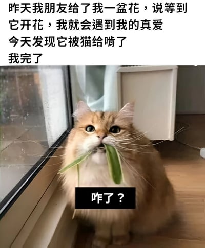 图片上方是一段文字："昨天我朋友给了我一盆花，说等到它开花，我就会遇到我的真爱 今天发现它被猫给啃了 我完了"。下方是一只橘色猫咪坐在窗边，嘴里叼着几片绿色的花叶，表情看起来很无辜。猫咪下方有一个黑色背景的文字框，里面写着"咋了？"。整个图片通过猫咪的无辜表情和主人的崩溃形成幽默对比。