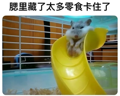 图片中是一只仓鼠坐在笼子里的黄色塑料滑梯上，它的脸颊因为塞满了零食而鼓得很大。图片上方配有文字“腮里藏了太多零食卡住了”，幽默地描述了仓鼠因为储存过多食物而显得有些笨拙可爱的样子。笼子背景中可以看到蓝色的塑料部件和木屑铺垫物。