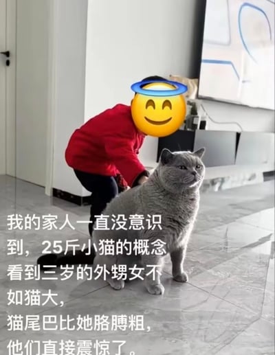 这是一张记录家庭日常的图文内容，图中一只重达25斤的英短蓝猫体型和三岁的外甥女相差无几，猫尾巴甚至比小孩的胳膊还粗。家人此前一直没意识到这只猫的超重程度，看到这样的体型对比后十分震惊。画面里小孩的脸部被笑脸emoji遮挡，正蹲在猫身后，猫咪则一脸淡定地端坐，配文点明了这个充满反差感的搞笑场景，放大了宠物超重带来的趣味效果。