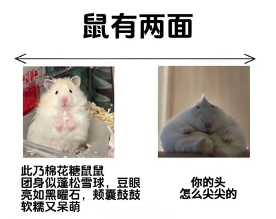 这是一张左右对比的图文混排图片，主题为'鼠有两面'，展示了同一只仓鼠的两种反差状态。左侧图片中，仓鼠坐立在笼子里，身体蓬松如棉花糖，豆眼明亮，颊囊鼓鼓，配文'此乃棉花糖鼠鼠 团身似蓬松雪球，豆眼亮如黑曜石，颊囊鼓鼓软糯又呆萌'，突出其可爱呆萌的一面；右侧图片中，仓鼠蜷缩成球，头部显得尖尖的，配文'你的头怎么尖尖的'，形成有趣对比。整体风格轻松可爱，通过视觉反差制造萌点和笑点。