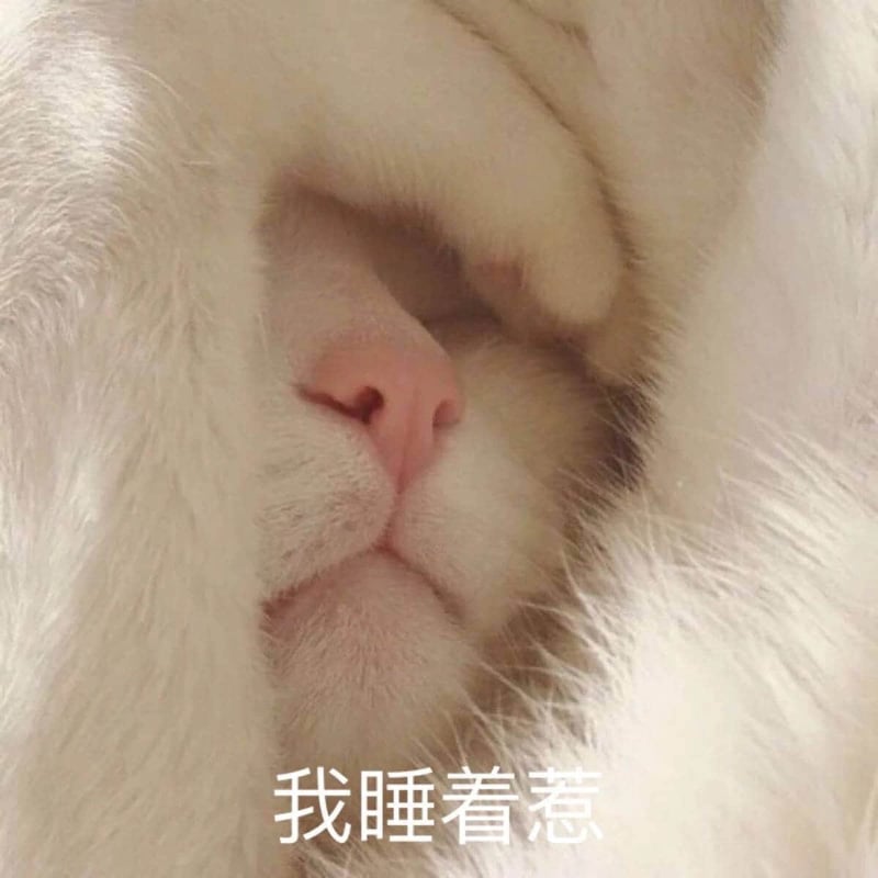 睡着的小白猫：我睡着惹