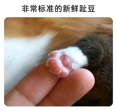 图片展示了一只小猫粉嫩的爪子被人的拇指和食指轻轻捏住的特写画面，猫爪的肉垫呈粉红色，毛发洁白，背景模糊以突出主体。图片上方配有文字“非常标准的新鲜趾豆”，其中“趾豆”是网络上对猫爪肉垫的可爱称呼，将其比作小巧的豆子，整体营造出温馨治愈的氛围。