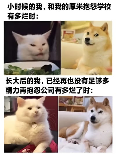 这是一张四格对比梗图，通过动物表情和姿态的变化展现成长前后的心态差异。上半部分配文“小时候的我，和我的厚米抱怨学校有多烂时：”，左侧是一只表情不满的白猫（代表抱怨的自己），右侧是一只坐姿端正、眼神专注的柴犬（代表倾听的朋友“厚米”）；下半部分配文“长大后的我，已经再也没有足够多精力再抱怨公司有多烂了时：”，左侧白猫瘫坐且表情冷漠疲惫，右侧柴犬也躺卧着显得无精打采，形成“童年精力充沛吐槽 vs 成年疲惫无力抱怨”的幽默对比。