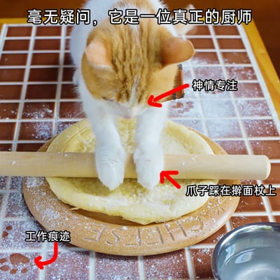 这是一张趣味实拍静态图，画面主体是一只橘白相间的猫咪，它神情专注地低头看着面前的面饼，两只白色爪子踩在擀面杖上，擀面杖压在圆形面饼上，仿佛正在进行擀面皮的工作。台面是红棕色瓷砖，上面撒有面粉，还有明显的面粉“工作痕迹”，面饼放在带有字母的圆形木板上，右下角还有一个金属碗。图片上配有多处拟人化的文字标注：顶部配文“毫无疑问，它是一位真正的厨师”，箭头指向猫咪的头部标注“神情专注”，指向爪子标注“爪子踩在擀面杖上”，指向台面面粉标注“工作痕迹”，将猫咪的日常行为拟人成厨师工作，充满趣味性，展现出宠物的可爱瞬间。