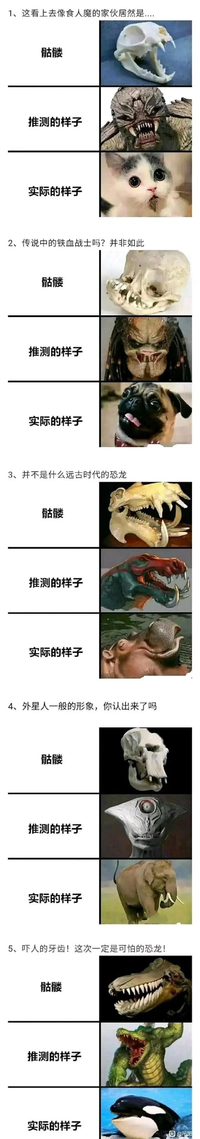 这是一张竖屏超长的多图拼接图文混排图，共分为5个对比模块，每个模块都展示了一组“动物骷髅-人们推测的怪物形象-真实动物”的内容，制造出强烈的反差感：
1. 第一模块：看似凶悍食人魔的骷髅，实际对应的是软萌的小猫；
2. 第二模块：类似铁血战士风格的骷髅，实际是搞怪的巴哥犬；
3. 第三模块：长着夸张长牙的骷髅，实际是河马；
4. 第四模块：造型怪异的骷髅，实际是大象；
5. 第五模块：满是尖牙的骷髅，实际是虎鲸。
整体内容以趣味化的方式展现了仅通过骷髅判断生物外形的局限性，用反差感带来搞笑效果，同时也带有一定的动物科普性质。