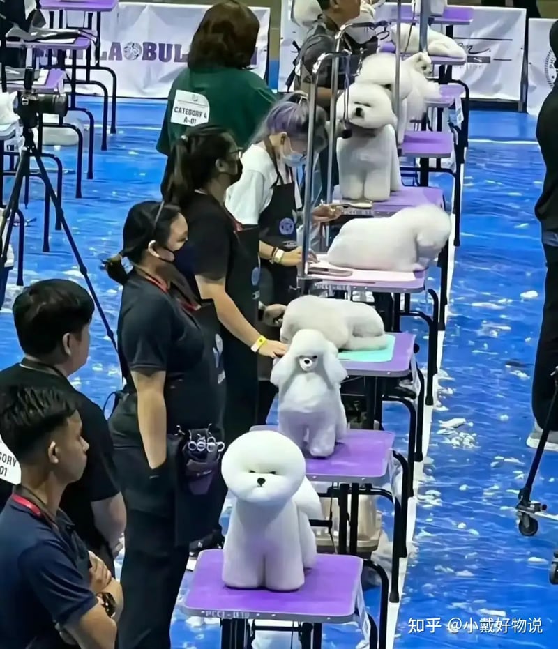 比熊犬