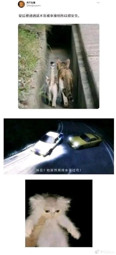 这是一组由三张图片组成的连环搞笑梗图，第一张图展示了几只猫咪在路边的排水渠中行走，配文表示走这里不会被车撞很安全；第二张图截取了经典动漫《头文字D》中的赛车场景，配文“纳尼！他居然用排水渠过弯！”，将猫咪走排水渠的行为和动漫中藤原拓海的经典驾驶技巧“排水渠过弯”进行关联玩梗；第三张图是一张视觉错位的猫咪照片，猫咪的身体和另一只猫的头部重叠，看起来像是猫咪露出震惊的表情，用来呼应前面的梗，制造出反差感和搞笑效果，整体是网友结合动物日常与经典动漫桥段创作的趣味meme。