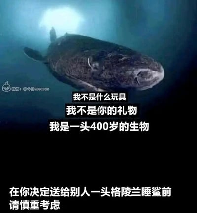 这是一张融合科普与搞笑的网络梗图，主体是一张拍摄于深海环境的格陵兰睡鲨照片，睡鲨在昏暗的蓝色海水中游动，外观显得苍老迟缓。图中为这头睡鲨配上了拟人化的台词：“我不是什么玩具，我不是你的礼物，我是一头400岁的生物”，图片底部则配有文字“在你决定送给别人一头格陵兰睡鲨前请慎重考虑”。该图以幽默夸张的方式，利用格陵兰睡鲨寿命极长、属于深海生物完全不适合作为宠物或礼物的特性，制造出荒诞的笑点，同时也向观看者科普了格陵兰睡鲨的基本特点，提醒人们不要产生将这类特殊深海生物作为礼物的不切实际的想法。