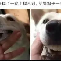 这是一张左右分栏的视觉错位梗图，左侧画面中狗狗的嘴部与脸部轮廓巧合形成了类似人手的形状，让主人产生狗狗不在身边的错觉，花费一整晚寻找；右侧画面展示了狗狗的真实样貌，揭晓狗狗其实一直就在眼前的真相，通过这种近在咫尺却被视觉错觉误导的乌龙场景，制造出搞笑又无奈的反差效果。
