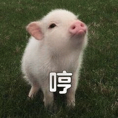小白猪抬头哼气表情包