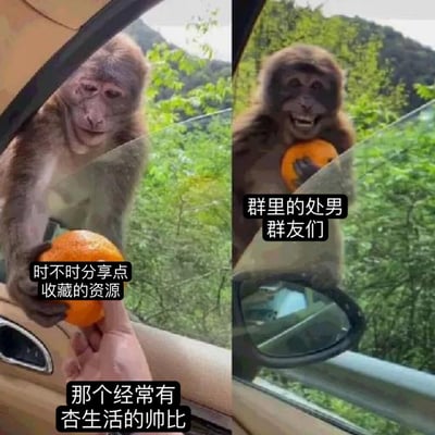 这是一张左右对比梗图，左侧画面中一只表情严肃的猴子正从车窗伸手拿橘子，配文“时不时分享点收藏的资源 那个经常有杏生活的帅比”；右侧画面中另一只猴子抱着橘子露出开心的笑容，配文“群里的处男 群友们”。图片通过两只猴子的不同表情和动作，幽默对比了群聊中不同类型的成员特征。