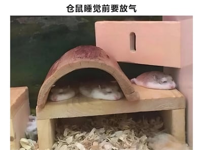 图片展示了一个仓鼠饲养箱内的场景，箱内铺有木屑，设置了木制的弧形躲避屋和平台。三只仓鼠分别蜷缩在躲避屋中和平台上，身体团成圆润的小球，睡姿十分安详。图片顶部配有文字“仓鼠睡觉前要放气”，以幽默夸张的方式形容仓鼠睡觉时身体蜷缩得像泄了气的气球一样圆滚滚的可爱模样。