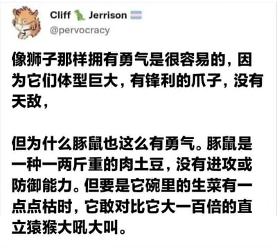 这是一张社交媒体截图，内容为用户Cliff Jerrison发布的一条幽默推文。推文通过对比狮子和豚鼠的勇气来源，调侃狮子因体型优势拥有勇气很容易，而豚鼠作为一种体型小巧、毫无防御能力的动物（被戏称为“一两斤重的肉土豆”），却会因为碗里的生菜有点枯萎就敢对体型大它一百倍的人类（直立猿猴）大吼大叫，展现了反差萌的搞笑效果。