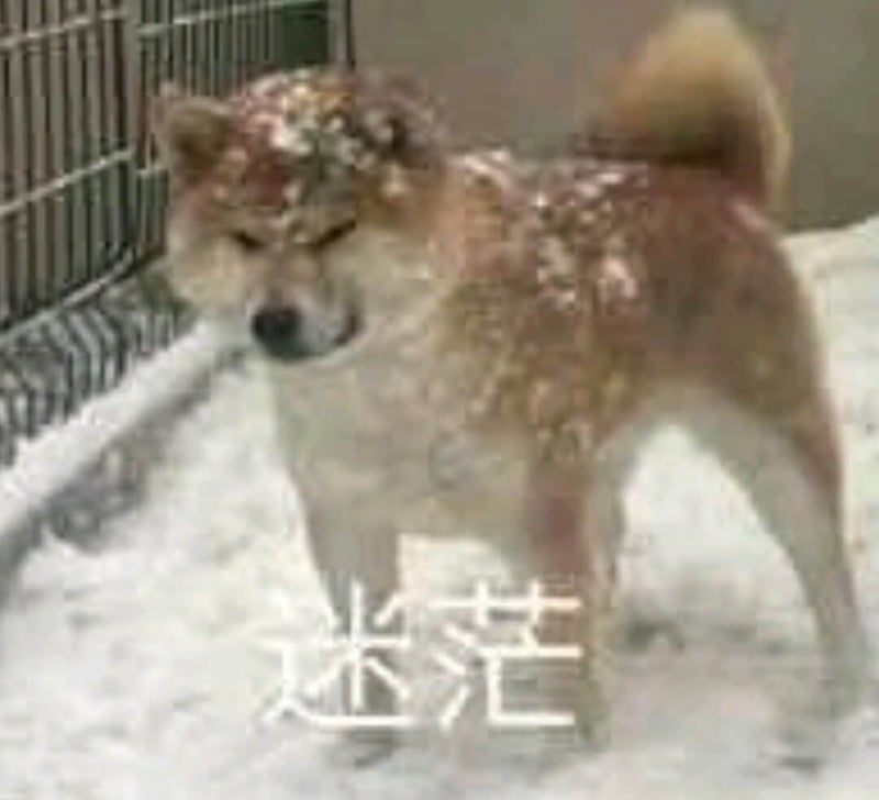 雪中迷茫的狗狗表情包