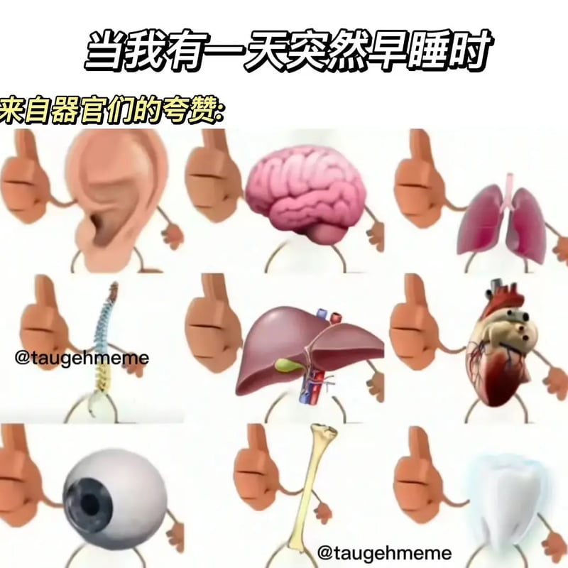人体器官（现实）