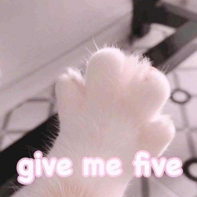 猫咪肉垫求击掌：give me five