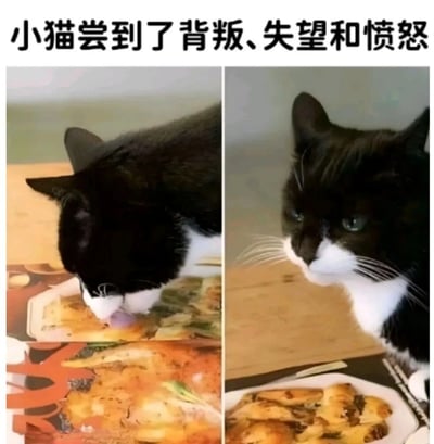 图片为左右对比的双图拼接，左侧是一只黑白奶牛猫正低头专注地舔食桌上的食物（疑似披萨），右侧同一只猫抬头注视前方，眼神中带着明显的失望和愤怒。上方文字“小猫尝到了背叛、失望和愤怒”将猫咪前后的表情变化幽默地解读为经历了负面情绪，通过可爱的宠物形象引发共鸣。