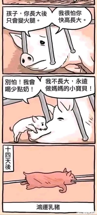 这是一则三格竖版连环卡通漫画，以肉猪母子的视角展开故事。第一格中，被固定装置束缚的猪妈妈满脸悲伤，向小猪吐露了残酷的现实：“孩子，你长大后只会变火腿。我很怕你快高长大。”；第二格中，小猪依偎在猪妈妈身旁，带着恳切的神情承诺：“别怕！我会喝少点奶！我不长大，永远做妈妈的小宝贝！”，试图用自己的方式陪伴妈妈、逃避命运；第三格标注“十四天后”，画面呈现出被做成“鸿运乳猪”的小猪，温情的开头与冰冷的结局形成强烈反差，用黑色幽默的手法揭示了养殖肉猪最终都会被端上餐桌的残酷命运，引发读者对这类动物处境的感慨。