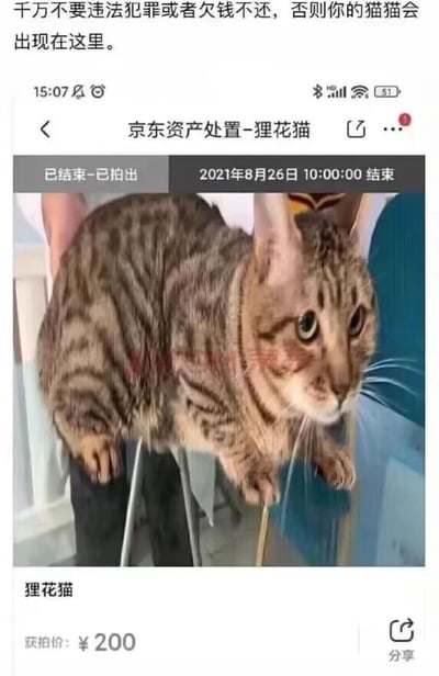这张图片是图文结合的趣味警示内容，顶部配有文字“千万不要违法犯罪或者欠钱不还，否则你的猫猫会出现在这里。”，下方是京东资产处置平台的拍卖页面截图，页面标题为“京东资产处置-狸花猫”，显示拍卖状态为“已结束-已拍出”，结束时间为2021年8月26日10:00:00。截图中的狸花猫被人用手托着，表情紧张不安，四肢悬空，页面下方标注该狸花猫的获拍价为200元。整张图以夸张调侃的方式，将宠物猫类比为可被拍卖的资产，以此警示人们不要违法犯罪或拖欠债务，否则自己的财物甚至宠物都可能被当作资产处置。