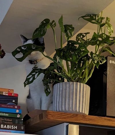 一只黑白相间的猫咪坐在木质书架上，身体被一盆带有大型孔洞叶片的绿色植物（疑似龟背竹）部分遮挡。猫咪的眼睛透过植物叶片的孔洞向外张望，形成了有趣的“暗中观察”效果。书架左侧堆叠着多本不同颜色的书籍，可见书名包括《BABISH》《Gin Cocktails》等，右侧则放置着一个带有“Ru”字样标识的电子设备。整体场景温馨自然，猫咪与植物的互动充满生活趣味。