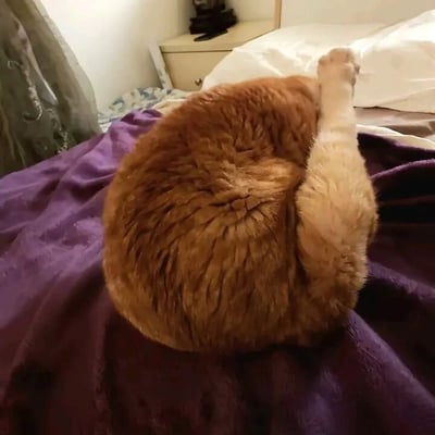 一只橘色的猫咪正蜷缩在铺着紫色毯子的床上，背对着镜头，毛茸茸的身体团成一个圆球状，一只白色的爪子向上抬起，似乎在伸懒腰或调整姿势。背景中可以看到卧室的部分场景，包括床头柜、白色的枕头和浅色的窗帘，整体氛围温馨治愈。