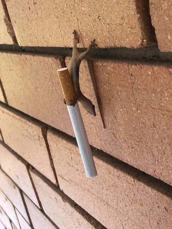 壁虎