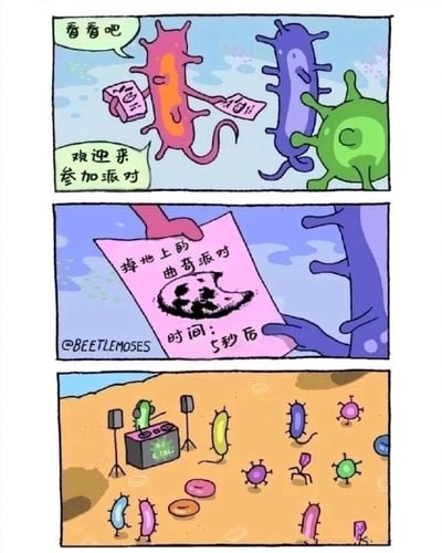 这是一幅三格连环卡通漫画，以拟人化的细菌为角色，玩了大众熟知的“食物掉地上5秒内捡起还能吃”的生活梗：第一格中，粉色拟人细菌手持派对邀请，对身旁的紫色、绿色细菌发出邀约，配文“看看吧”“欢迎来参加派对”；第二格特写展示被接过的邀请卡，卡面写着“掉地上的曲奇派对”，时间标注为“5秒后”，左下角带有作者标识“@BEETLEMOSES”；第三格画面切换到地面场景，掉落在地上的曲奇旁，各种形态的拟人化细菌正在举办热闹的派对，还有标注着“DJ E.COLI（大肠杆菌DJ）”的DJ台，用夸张的形式讽刺了“5秒规则”的不科学性——食物掉地上的瞬间就会被细菌大量占领。