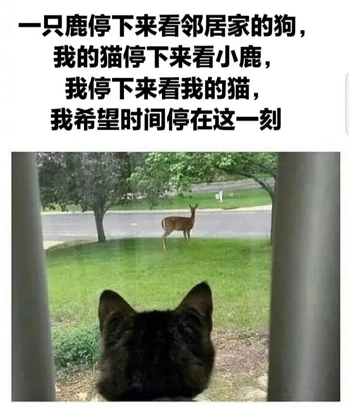 鹿