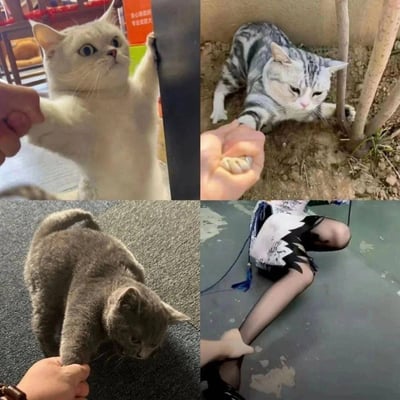 这是一张四格拼接的搞笑图，前三格依次展示了三只不同的猫咪被人握住爪子，做出类似牵手的动作：第一只白猫瞪大双眼，一只爪子搭在物体上，同时被人握爪，表情惊讶；第二只美短猫趴在泥土里，被人握爪，神情低落；第三只灰猫低头垂着爪子被握住，姿态沮丧。第四格则是一个穿着黑丝的人的脚踝被人握住，模仿猫咪被握爪的姿势，通过从猫咪到人的递进，制造出荒诞的反差感，让人觉得滑稽好笑。