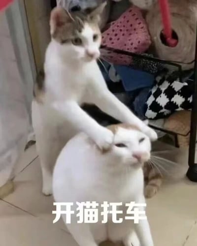图片中两只猫咪上演了有趣的一幕：后方的猫咪站立起来，将两只前爪搭在前方坐着的猫咪头顶，姿态酷似人骑摩托车时双手扶把的动作。图片底部配有文字“开猫托车”，巧妙运用谐音梗（将“摩托车”替换为“猫托车”），营造出诙谐可爱的氛围。背景中可见堆放的彩色布料和织物，整体场景温馨日常，充满生活气息。