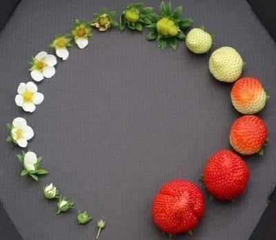 这张图将草莓从花苞、开花、结果到成熟的各个阶段按顺序排列成环形，完整呈现了草莓的生长周期：从左下角的小花苞开始，依次是花苞绽放为白色带黄芯的花朵、花朵凋谢后长出细小的绿色草莓幼果，接着绿果逐渐膨大、颜色转白，最后慢慢变红，果实变得饱满成熟，直观清晰地展示了草莓从孕育到成熟的全过程，画面整洁，科普性强。