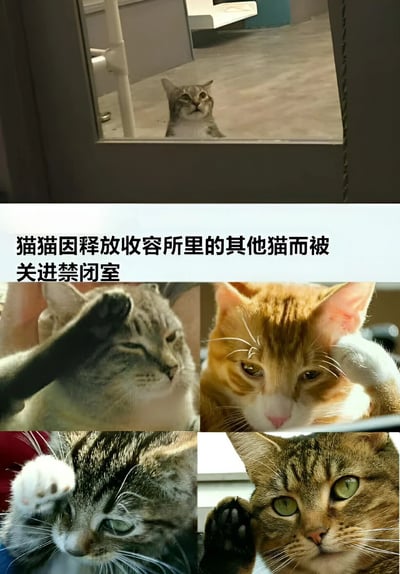 图片由上下两部分组成。上半部分是一只灰猫透过窗户向外张望的场景，配文'猫猫因释放收容所里的其他猫而被关进禁闭室'。下半部分是四张不同猫咪的特写照片，每只猫都抬起一只爪子放在额头前，做出类似敬礼的动作，表情严肃庄重，仿佛在向被关禁闭的同伴致敬。