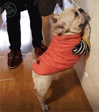 法斗犬