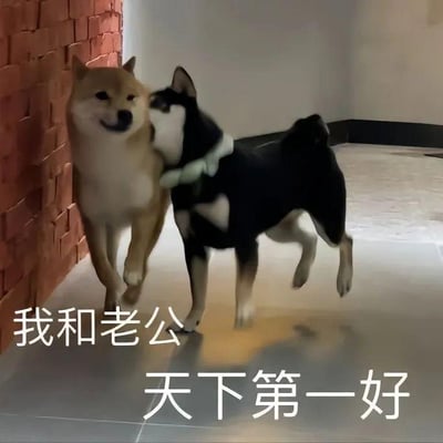 图片中展示了两只狗狗在室内走廊互动的场景。左侧是一只浅棕色的柴犬，右侧是一只黑白相间的小狗，黑白小狗正亲昵地用头蹭着浅棕色柴犬的脸颊，两只狗狗看起来关系十分亲密。图片下方配有白色文字：'我和老公 天下第一好'，将狗狗拟人化，表达了亲密无间的感情。