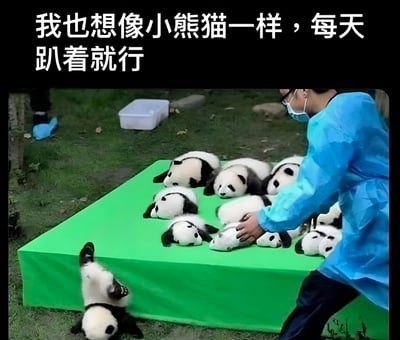 图片中展示了一群小熊猫趴在绿色垫子上，一名身穿蓝色防护服和口罩的工作人员正在旁边照看，其中一只小熊猫从垫子上翻落。图片上方配有文字“我也想像小熊猫一样，每天趴着就行”，表达了对小熊猫悠闲生活状态的羡慕。