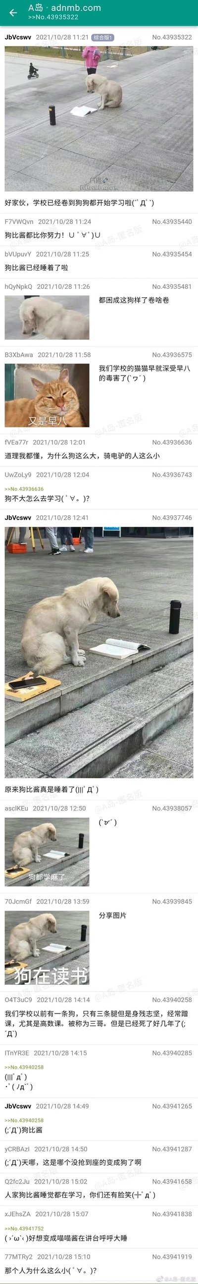 这是A岛论坛2021年10月28日的一则帖子，楼主发布了一张校园里的照片，照片中一只浅色狗狗坐在打开的书本旁边，看起来像是在“学习”，楼主配文调侃学校内卷严重到连狗狗都开始学习。后续楼层的网友纷纷玩梗，有的指出狗狗其实是睡着了，有的吐槽早八的疲惫，还有网友注意到照片背景里骑电驴的人体型很小，另有网友分享了自己学校里一只蹭高数课的三条腿狗狗的故事，整个帖子围绕校园内卷和动物趣味展开了轻松搞笑的讨论，充满了网友们的趣味调侃。
