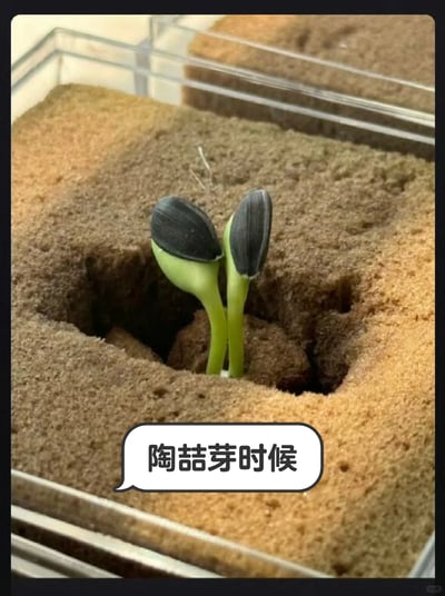 这是一张充满趣味的谐音梗图，画面主体是两颗从类似土壤的基质中钻出的向日葵瓜子幼苗，幼苗的绿色胚轴上还带着完整的黑色瓜子壳，形态俏皮可爱；画面下方配有对白气泡，文字为“陶喆芽时候”，利用知名歌手陶喆的名字玩谐音梗，将“茁壮发芽”的“茁”替换为“喆”，把植物发芽的场景和人名结合，制造出诙谐的效果，图片右下角带有小红书平台的水印。
