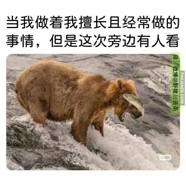 棕熊