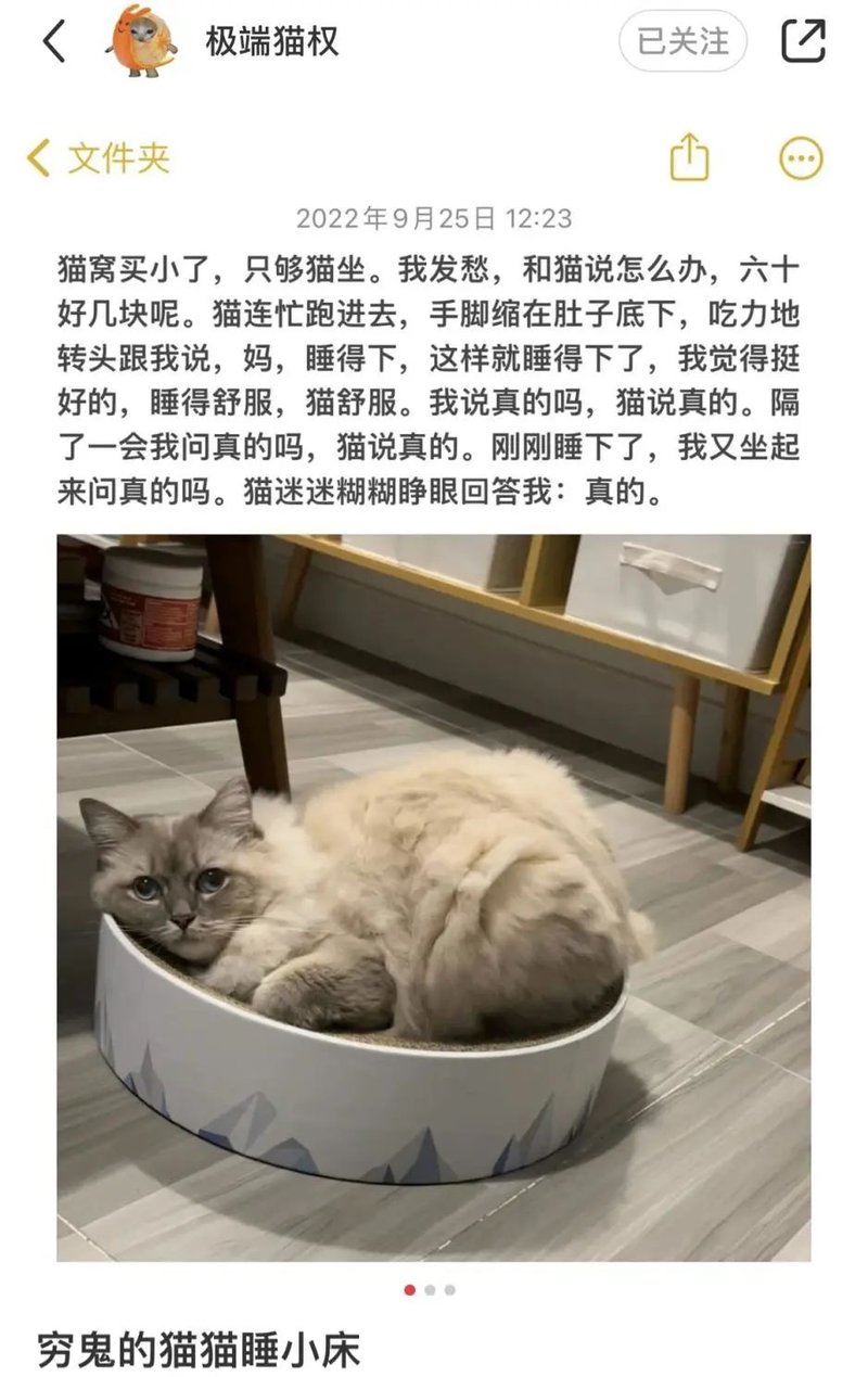 小猫文学《穷鬼的猫猫睡小床》