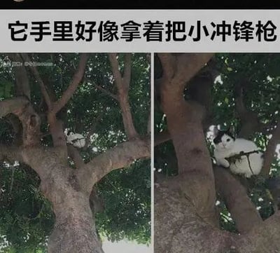 这是一张左右对比的静态原始拍摄图，属于视觉错位类趣味照片。左侧画面中，一只黑白花色的猫咪趴在大树的树杈之间，由于拍摄角度和树杈的遮挡关系，猫咪的姿势和树杈组合起来看起来像是手持一把小冲锋枪；右侧是拉近后的清晰画面，能够看清实际是猫咪自然地趴在树杈上，所谓的‘小冲锋枪’只是树杈和猫咪身体形成的有趣视觉错觉。图的上方配有文字‘它手里好像拿着把小冲锋枪’，点明了这个搞笑的视觉误会，让这张普通的猫咪照片充满趣味性。