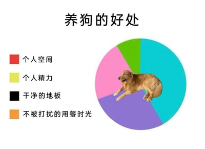 这是一张采用反讽幽默手法制作的宠物主题趣味图表，核心内容是调侃养狗的“甜蜜负担”。图片顶部标注标题为“养狗的好处”，但左侧图例列出的却是“个人空间”“个人精力”“干净的地板”“不被打扰的用餐时光”这四项养狗后主人往往会失去的生活体验；右侧的彩色饼图并未对应图例进行分区占比展示，反而在饼图上放置了一只神态放松、趴在上面的金毛犬抠图。整张图通过标题与内容的强烈反差，精准吐槽了养狗会让主人牺牲掉这些生活便利的真实日常，引发养宠人群的共鸣，风格诙谐搞笑。