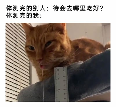 这是一张调侃体测疲惫感的搞笑梗图，通过文字与图片结合的方式，对比了体测结束后的两种极端状态：其他人在体测后依旧精力充沛，还在计划着去哪里吃饭；而“我”则对应图中那只眼神涣散、嘴巴微张流着口水、瘫软在猫爬架上的橘猫，生动具象地表现出体测后身体被掏空、累到虚脱的状态，精准戳中经历过体测的人的痛点，引发强烈共鸣。